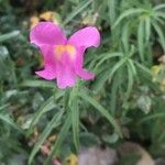 Antirrhinum australe Квітка