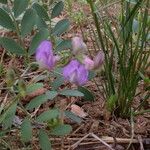 Lathyrus lanszwertii 整株植物