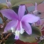 Cattleya loddigesii പുഷ്പം