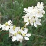 Filipendula vulgarisBlodyn