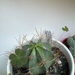 Astrophytum capricorne 葉