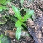 Epilobium tetragonumFolla