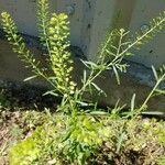 Lepidium densiflorum Fuelha