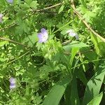 Nemophila phacelioides Хабит