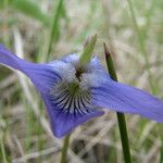 Viola pedatifida Fiore