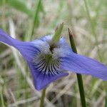 Viola pedatifida ফুল