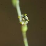 Schwenckia americana Fruit