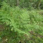 Osmunda regalis عادت داشتن