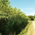 Arundo donax Агульны выгляд