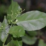 Chiococca alba Leaf