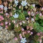 Sedum hirsutum Fleur