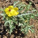 Argemone mexicana Flower