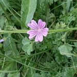 Malva setigeraFlower