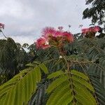 Albizia julibrissinÇiçek