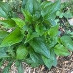 Mertensia paniculata Hoja