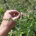 Asparagus acutifolius Folha