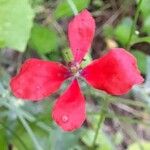 Papaver argemone 花