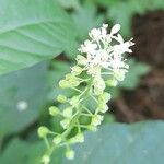 Rivina humilis Flower