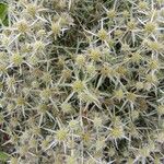 Eryngium campestreFlor