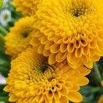 Chrysanthemum indicum 花