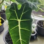 Alocasia micholitziana Blad