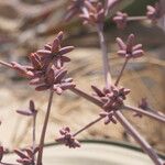 Welwitschia mirabilis Sonstige