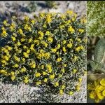 Helianthemum squamatum Flor