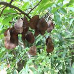 Pterocarpus rohrii Fruit