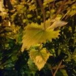 Vitis rotundifolia Folha