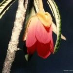 Dubouzetia campanulata Цветок
