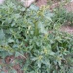 Oxybasis glauca অভ্যাস