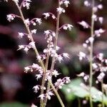 Heuchera rubescens Kvet