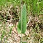 Turritis brassica Leaf