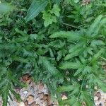 Lygodium japonicum Folha
