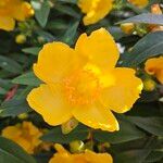 Hypericum × hidcoteense Flower