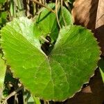 Centella asiatica Hoja