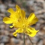 Ranunculus gramineus Fleur