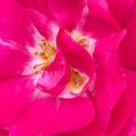 Rosa chinensis Λουλούδι