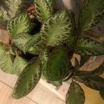 Episcia cupreata ᱥᱟᱠᱟᱢ