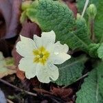 Primula vulgaris Flor