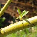 Salix acutifolia Otro