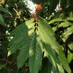 Saraca indica 葉