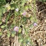 Spergularia rupicola Bark