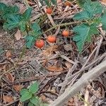 Solanum capsicoides Frugt