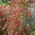 Cytisus scopariusFlower