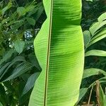 Musa mannii Blatt