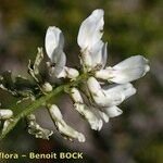 Astragalus depressus Blomma