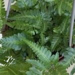 Dryopteris erythrosora 葉