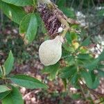 Aesculus californica Fruit