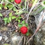 Potentilla indica Frukto